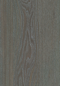 Red Elm(Image)