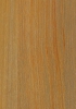 Cypress(Image)